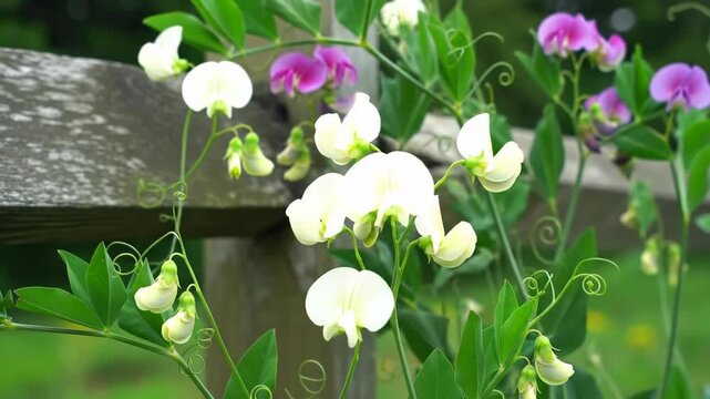 White sweet peas blooming near a wooden fence, with green background; for floral designs