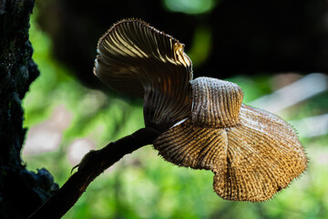 Wild mushrooms grow on mossy logs in a damp forest. Natural light highlights the delicate texture of the mushroom caps and stems.