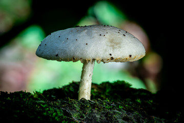 Wild mushrooms grow on mossy logs in a damp forest. Natural light highlights the delicate texture of the mushroom caps and stems.
