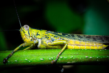A green grasshopper is sitting on a tree branch