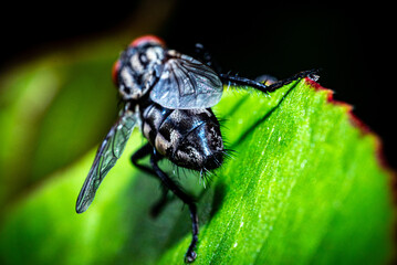 A Sarcophaga carnaria fly perches on a fresh green leaf. Macro photo