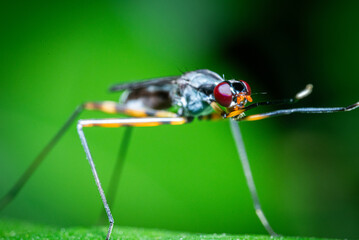 Macro photo of a long-legged fly perched on a fresh green leaf. Rainieria fly.