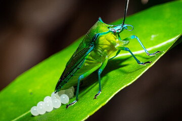 Green Ladybug on a fresh leaf with a cluster of small white eggs under its body. Chinavia hilaris. Nezara viridula