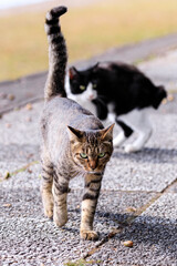 北海道洞爺湖町、仲良く散歩する2匹の野良猫【9月】