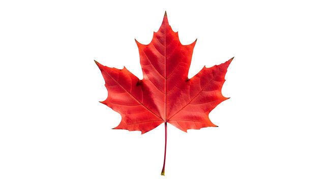 Red maple leaf shows detail against a black backdrop, perfect for seasonal design, holiday themes, or natural product promotion.