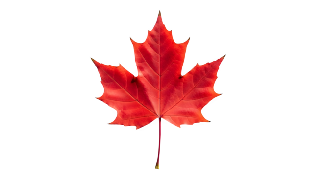 Red maple leaf shows detail against a black backdrop, perfect for seasonal design, holiday themes, or natural product promotion.