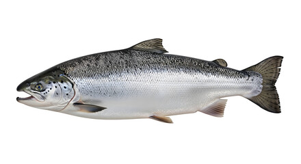 Naklejka premium Silver textured fish presents a detailed scaly surface against black. Ideal for aquaculture presentations, culinary publications, or educational materials.