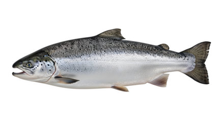 Silver textured fish presents a detailed scaly surface against black. Ideal for aquaculture presentations, culinary publications, or educational materials.