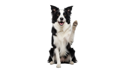 Animated black and white Border Collie raising paw on a black background, for pet photography, branding.