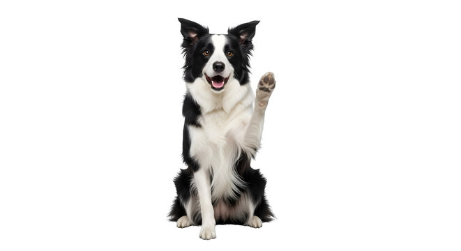 Animated black and white Border Collie raising paw on a black background, for pet photography, branding.