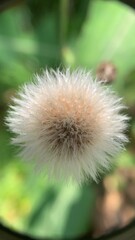Obraz premium dandelion seed head