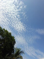 Blue Sky and White Clouds Resting Above Verdant Tree Crowns