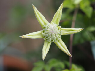 クレマチス　白万重　つぼみ