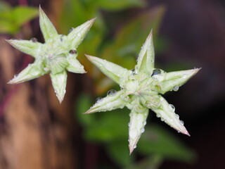 クレマチス　白万重　つぼみ