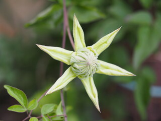 クレマチス　白万重　つぼみ