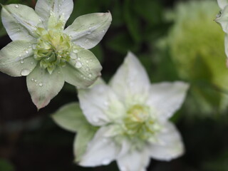 クレマチス　白万重