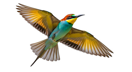 Fototapeta premium Colorful bird flies, isolated on black. Vibrant plumage, with wings spread wide, presents as a striking animal portrait.