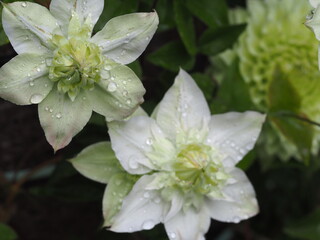 クレマチス　白万重