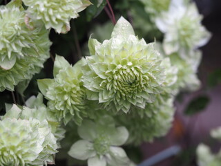 クレマチス　白万重