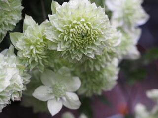 クレマチス　白万重