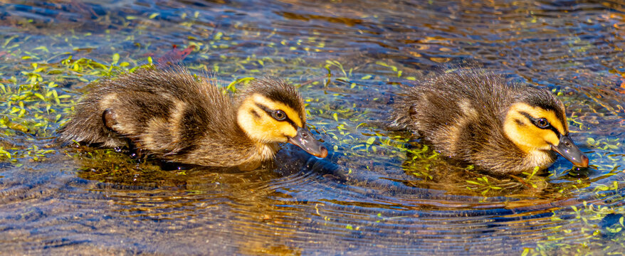 ducklings