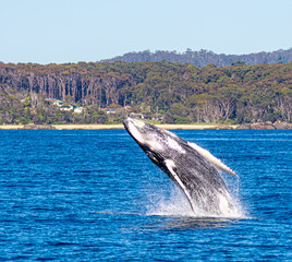 Fototapeta premium humpback whale breach