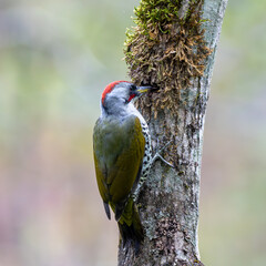 冬に備えて餌を保管するアオゲラ