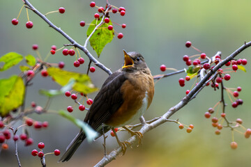 叫ぶマミチャジナイ