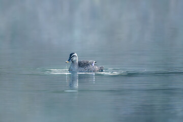 朝霧の中のカモ