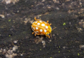 Close-Up of a Yellow Beetle with White Spots