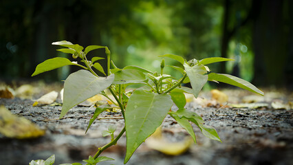 small plant in the garden