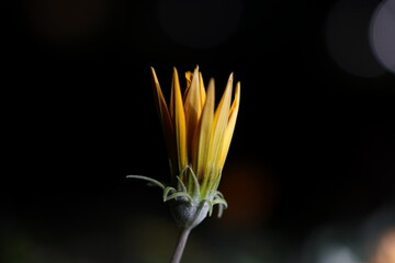 partially opened yellow bloom upright petals glowing dark bokeh backdrop