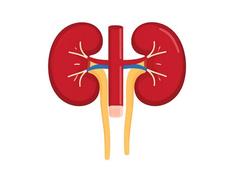 A stylized medical illustration of a pair of kidneys with associated veins and arteries in red
