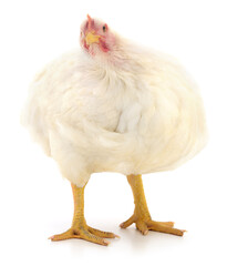 White broiler chicken isolated on white background full body