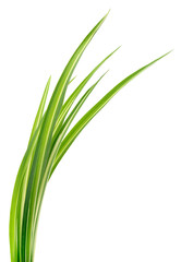 Green leaves isolated on white background close up