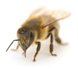 Honey bee macro close up isolated on white background