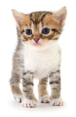 Cute striped kitten standing isolated on white background