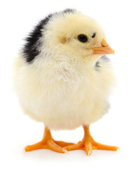 Yellow chick with black feathers isolated on white background