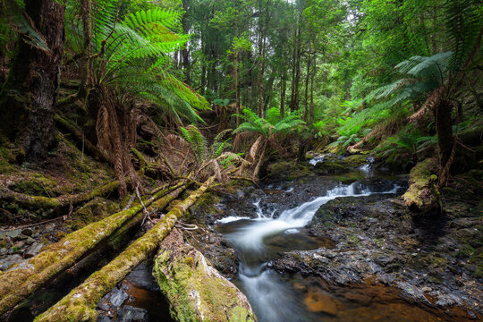 Arthur River am Philosopher Falls im tiefgr&uuml;nen Wald mit Myrtle B&auml;umen und Farnen in Tasmanien.