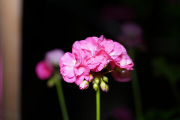 vibrant cluster of pink geraniums layered petals buds dark backdrop glow