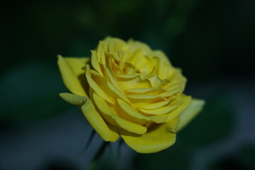 vibrant yellow rose delicately layered petals glowing dark backdrop