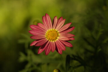 pink daisy like bloom elongated petals yellow center green blur