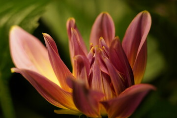 Fototapeta premium pink and yellow bloom softly layered petals framed by green leaves