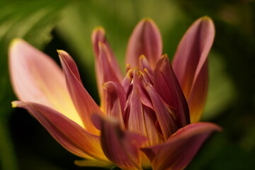 pink and yellow bloom softly layered petals framed by green leaves