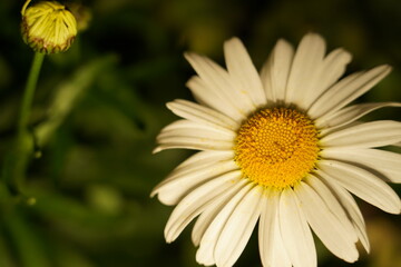 Fototapeta premium white daisy elongated petals golden center glowing dark backdrop