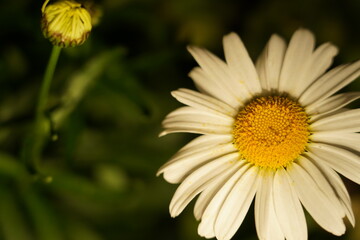 Obraz premium white daisy elongated petals golden center glowing dark backdrop