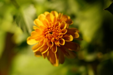 Bright Yellow Chrysanthemums Bloom in Radiant Layers of Autumn Beauty