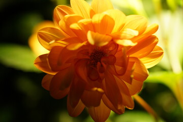 Bright Yellow Chrysanthemums Bloom in Radiant Layers of Autumn Beauty