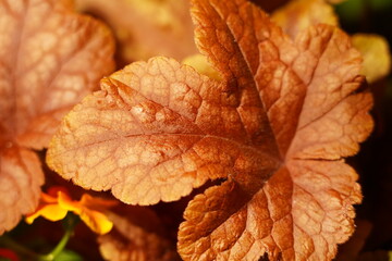 red flowers and warm leaf create a visual story of reflection and change