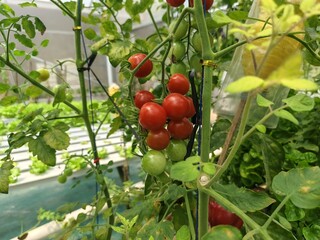 Cherry Tomatoes Ripening on the Vine in Greenhouse